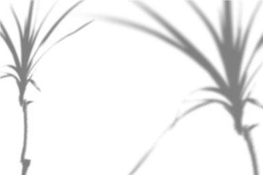 Beyaz bir duvardaki tropikal bitki gölgelerinin Vector Summer arka planı. Bir fotoğraf ya da tasarımı üst üste yerleştirmek için beyaz ve siyah