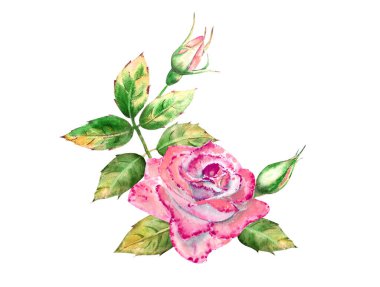 Üzerinde pembe gül çiçekleri, yeşil yapraklar, açık ve kapalı çiçekler olan bir buket. Hassas suluboya çizimi