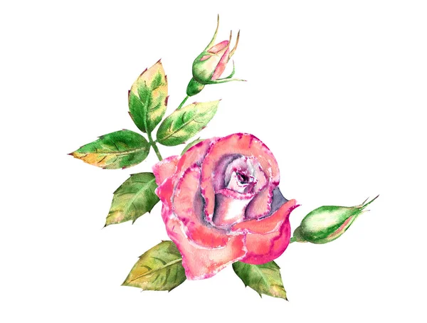 芬芳与粉红色玫瑰花，绿叶，开放和关闭的花。精美的水彩画 — 图库照片