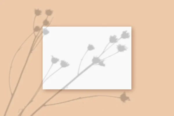 Naturalne światło rzuca cienie z rośliny na prostokątny arkusz białego papieru A4, leżącego na beżowym, teksturowanym tle. Makieta — Zdjęcie stockowe