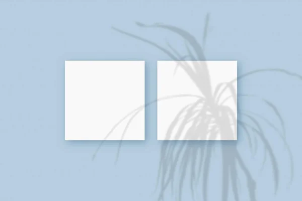 Természetes fény veti árnyékok a növény 2 négyzet alakú fehér papír feküdt a kék texturált háttér. Mockup — Stock Fotó