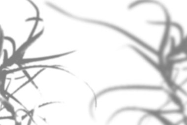 Bitki gölgelerinin Vector Summer arka planı. Beyaz duvardaki aloe dallarının gölgesi. Fotoğraf ya da maketi üst üste koymak için siyah ya da beyaz