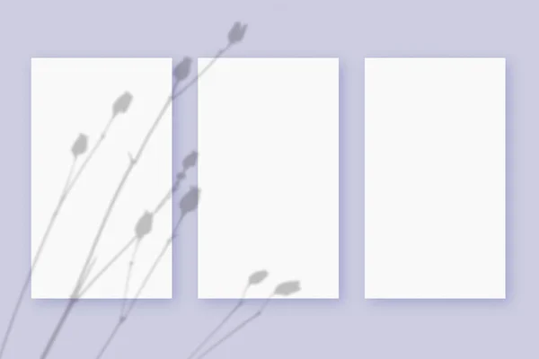 Természetes fény veti árnyékok a növény 3 függőleges lapok fehér texturált papír formátumban, fekvő lila texturált háttér. Mockup — Stock Fotó