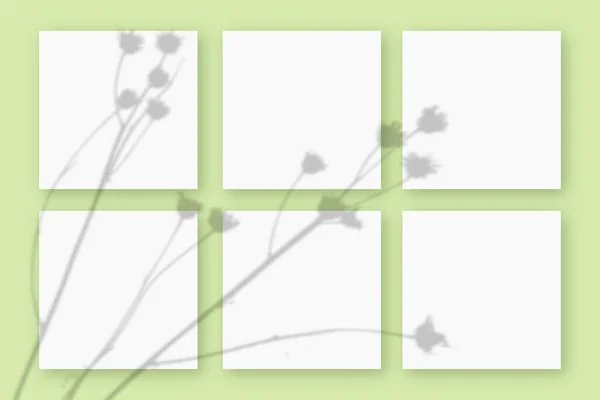 Natürliches Licht wirft Schatten von der Pflanze auf 6 quadratische Blätter weißen strukturierten Papiers, die auf einem grün strukturierten Hintergrund liegen. Attrappe — Stockfoto