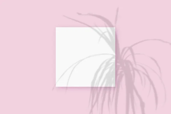 Natural light casts shadows from the plant on square sheet of white paper lying on a pink textured background. Mockup — Stock Photo, Image