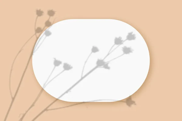 Макет з рослинними тінями накладений на овальний аркуш текстурованого білого паперу на фоні бежевого столу. Горизонтальна орієнтація — стокове фото