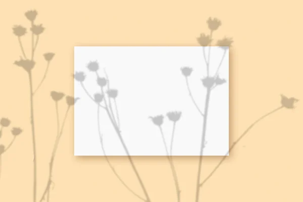 Natürliches Licht wirft Schatten von der Pflanze auf ein rechteckiges Blatt weißen DIN-A4-Papiers, das auf einem beigen strukturierten Hintergrund liegt. Attrappe — Stockfoto