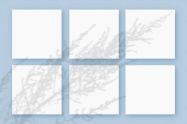 Doğal ışık, bitkinin gölgelerini mavi dokulu arka planda yatan 6 kare beyaz kağıdın üzerine bırakır. Model
