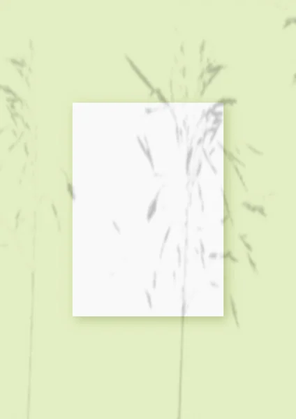 A luz natural lança sombras da planta em uma folha vertical de formato de papel texturizado branco, deitado sobre um fundo texturizado verde. Mockup — Fotografia de Stock
