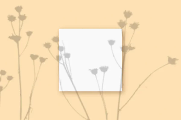 自然光将植物的阴影投射在铺在米色纹理背景上的方片白纸上。莫科普 — 图库照片