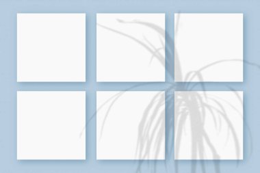 Doğal ışık, bitkinin gölgelerini mavi dokulu arka planda yatan 6 kare beyaz kağıdın üzerine bırakır. Model