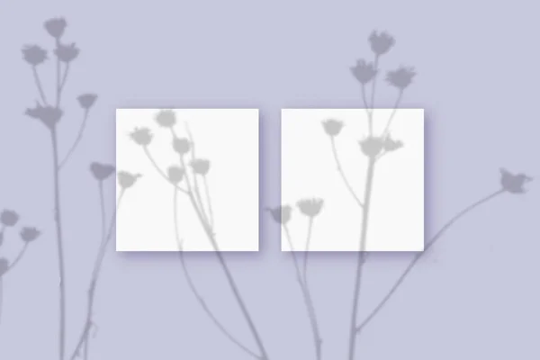 Natürliches Licht wirft Schatten von der Pflanze auf 2 quadratische Blätter weißen strukturierten Papiers, die auf einem beigen strukturierten Hintergrund liegen. Attrappe — Stockfoto