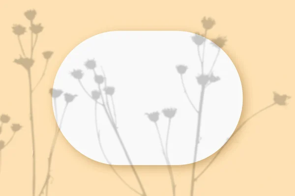 Mockup mit Pflanzenschatten, überlagert von einem ovalen Blatt strukturierten weißen Papiers auf beigem Tischhintergrund. Horizontale Orientierung — Stockfoto