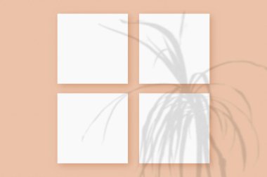 Doğal ışık, bitkinin gölgelerini turuncu desenli arka planda yatan 4 kare beyaz kağıdın üzerine bırakır. Model