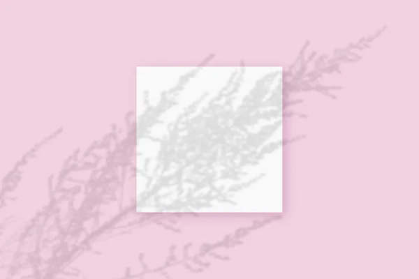 자연광은 분홍빛에 감색된 배경 위에 놓여 있는 백지 위에 그 식물에서 그림자를 드리운다. Mockup — 스톡 사진