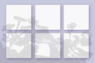 Doğal ışık, bitkinin gölgelerini menekşe desenli arka planda yatan 6 kare beyaz kağıt üzerinde bırakır. Model