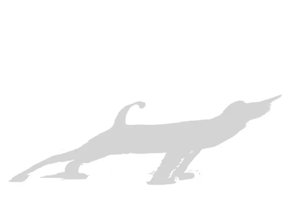 La sombra de un gato sobre un fondo blanco. Imagen en blanco y negro para superponer una foto o maqueta —  Fotos de Stock