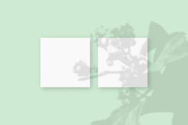 Doğal ışık, bitkinin gölgelerini yeşil desenli arka planda yatan iki kare beyaz kağıt üzerine bırakır. Model