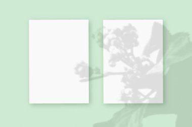 Doğal ışık, bitkinin gölgelerini yeşil desenli arka planda uzanan beyaz desenli kağıt formatında iki dikey yaprak üzerine bırakır. Model