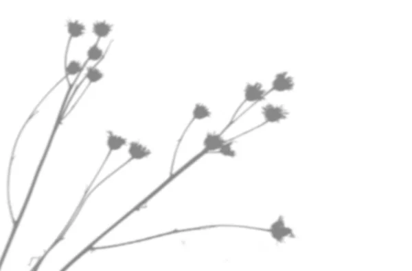 Fundo de verão da sombra de um ramo de grama de campo em uma parede branca. Branco e preto para foto ou mockup — Fotografia de Stock