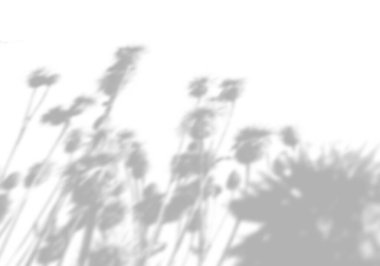 Beyaz bir duvardaki çim filizinin gölgesinden yaz arkaplanı. Fotoğraf veya maket için beyaz ve siyah