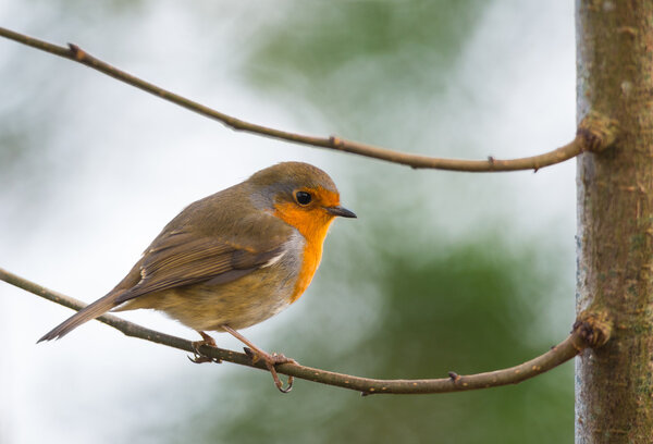 robin bird between two tree branches