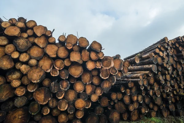 Stack of lumber logs piled up — Stock Photo, Image