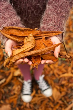 Sonbahar tutan yaprakları sezon arka plan