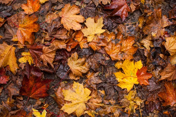 Wet autumn leaves background — Stock Photo, Image