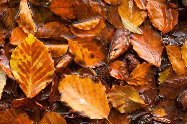 Мокрий фон осіннього листя — стокове фото