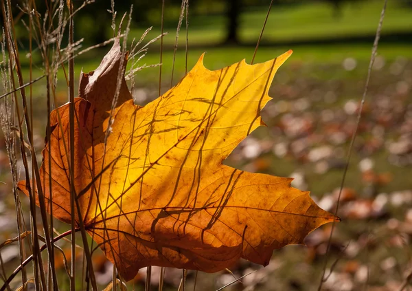 Autumn leaf abstract shadow — Stock Photo, Image