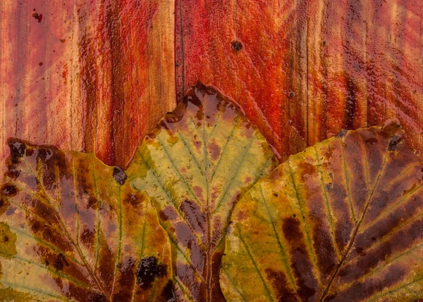 Wet autumn leaves  background — Stock Photo, Image