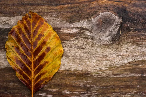 Hoja de otoño solitaria sobre madera — Foto de Stock