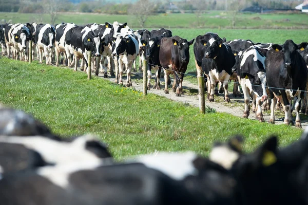 Rebaño de vacas lecheras — Foto de Stock
