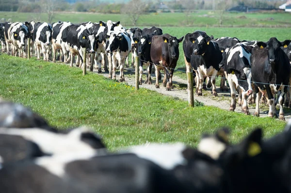 Troupeau de vaches laitières — Photo