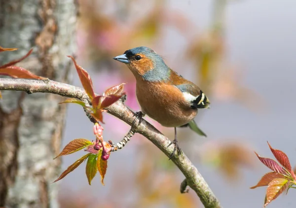 Chaffinch bird perched on a tree branch — Stock Photo, Image