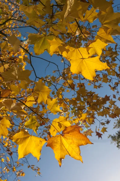 Желтые осенние листья дерева и голубое небо — стоковое фото