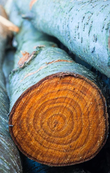 Rings of chopped tree trunks — Stock Photo, Image