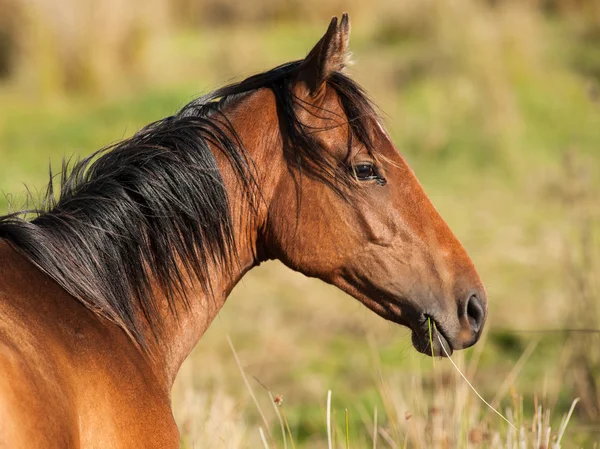 Egy ló portréja a mezőn — Stock Fotó