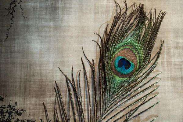 Peacock feather on textured paper — Stock Photo, Image