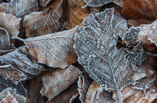 Feuilles d'automne givré fond — Photo