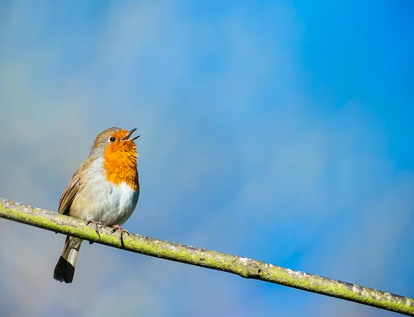 Roztomilý malý robin ptačí zpěv Stock Snímky