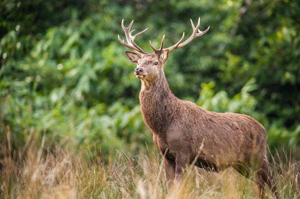 Jeleń jelenie stały wysoki w polu — Zdjęcie stockowe