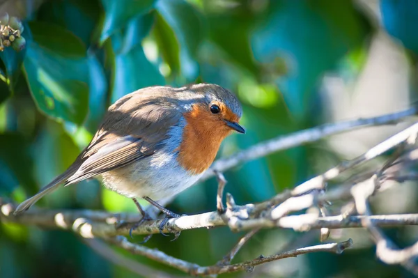 Rød Robin-fugl som hviler i et tre – stockfoto