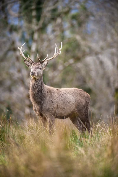 Grande veado majestoso em pé em um campo — Fotografia de Stock