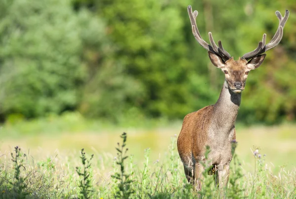 Kızıl geyik bir yaz alanında — Stok fotoğraf