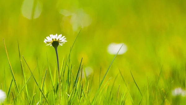 緑の草原に 1 つのデイジーの花 ストック画像