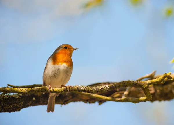 Vörös robin madár ül az árnyékban — Stock Fotó