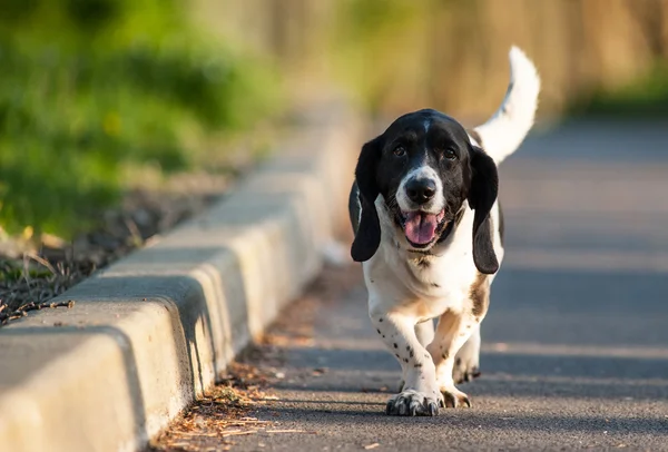 幸せバセットハウンド犬の散歩 ストック画像
