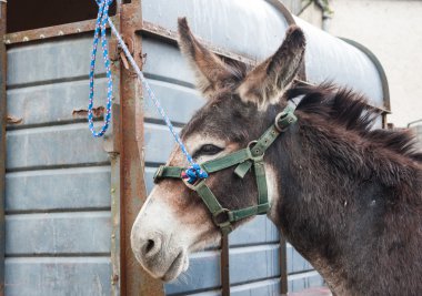 eşek için bir römork bağlı